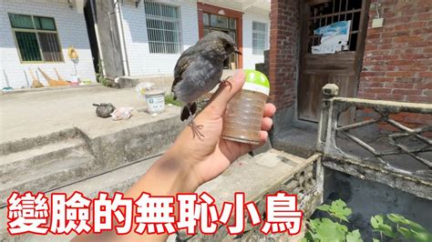 被鳥啄|遭鳥吻險失明 女子治療2周後視力達0.9 